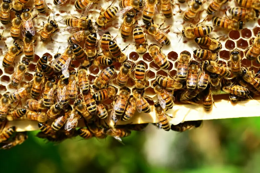 Detailed close-up of honey bees in action on a vivid honeycomb, showcasing nature's beauty.