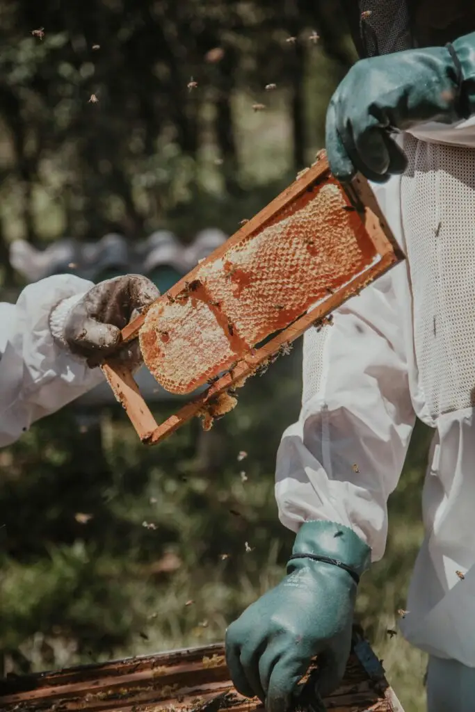 Two beekeepers examine a honey-filled honeycomb frame in an outdoor setting, ensuring safety with protective gear.