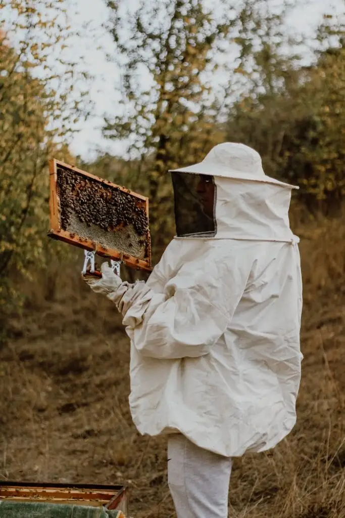 Beekeeper in protective gear examines a beehive frame during fall. Natural setting.